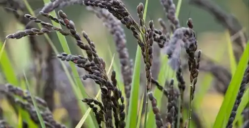 Black Rice Extract: Comparative Study of Antioxidant and Anti-inflammatory Effects